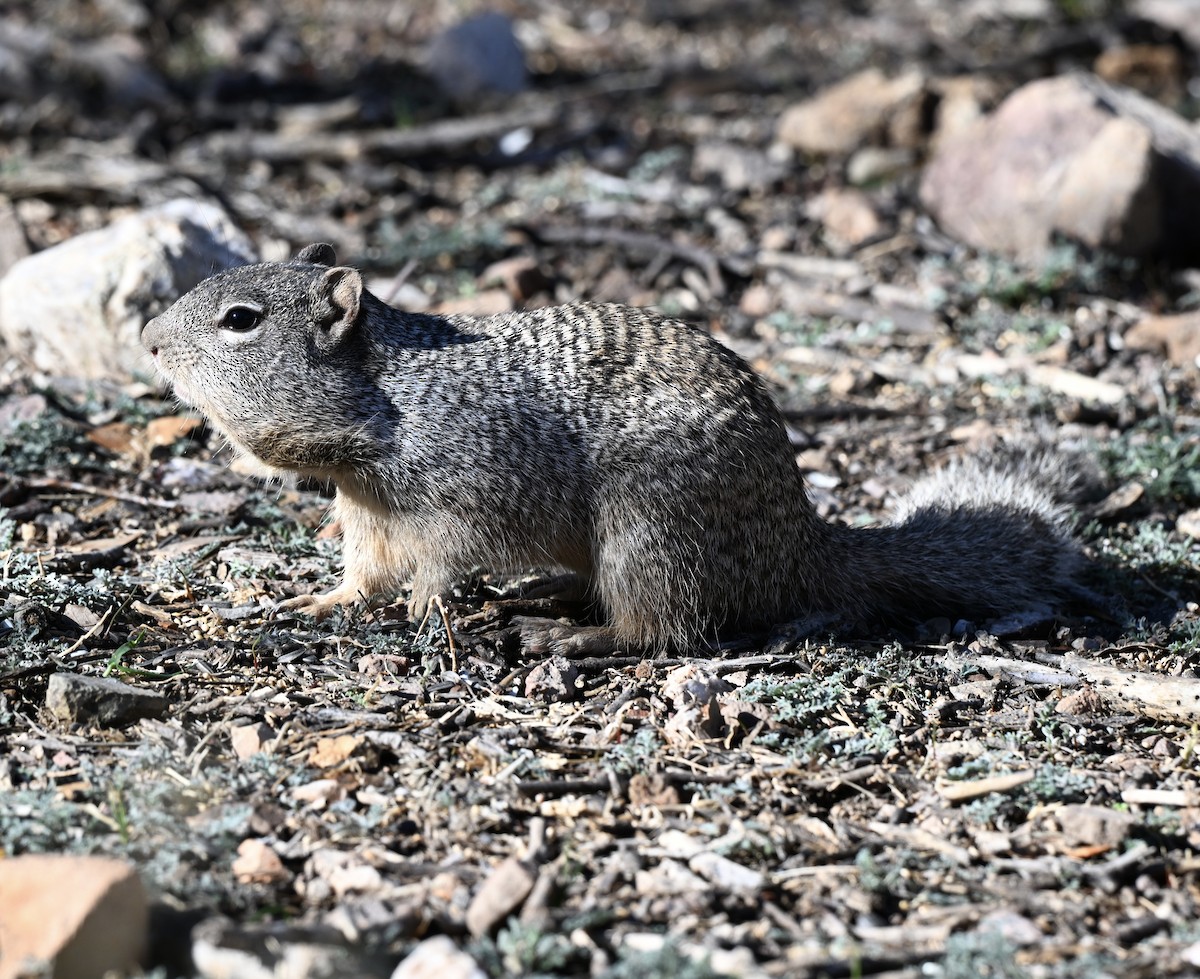 Rock Squirrel - ML648777422