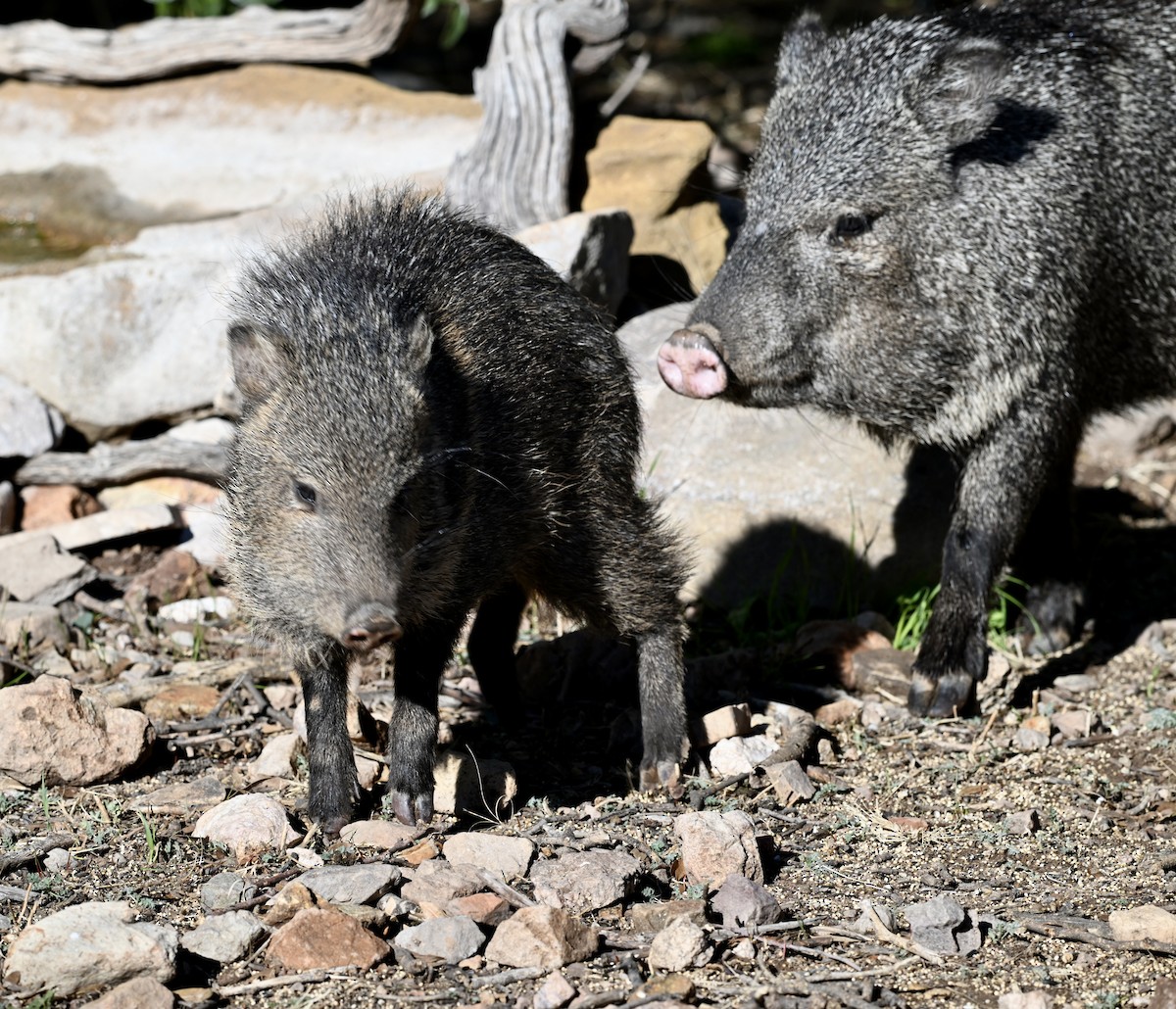 Collared Peccary - ML648777423