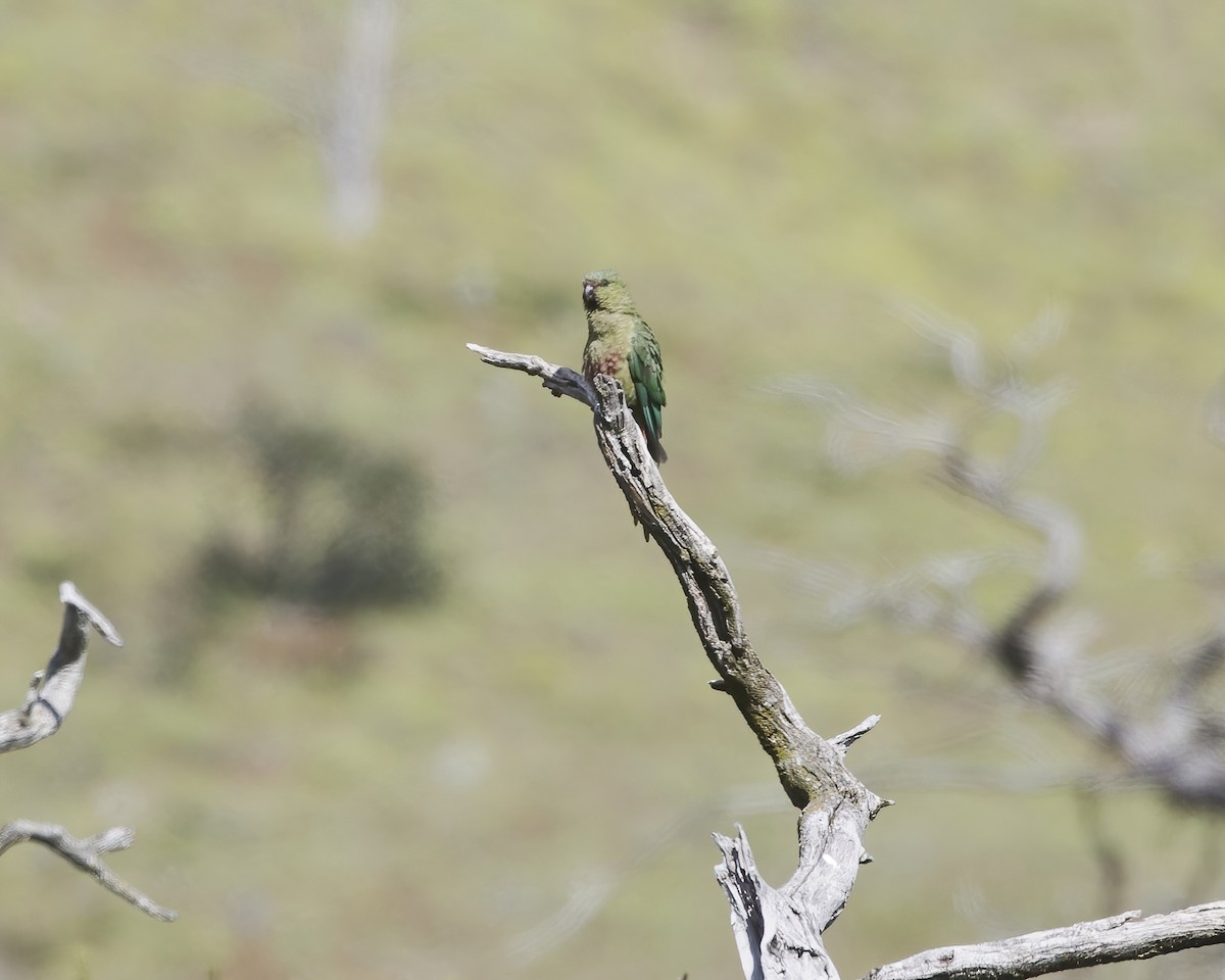 Austral Parakeet - ML648777432