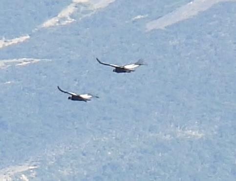 Andean Condor - ML648777583