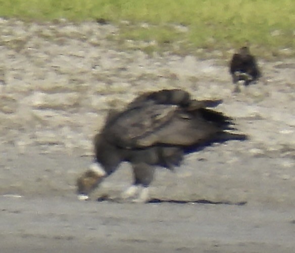 Andean Condor - ML648777591