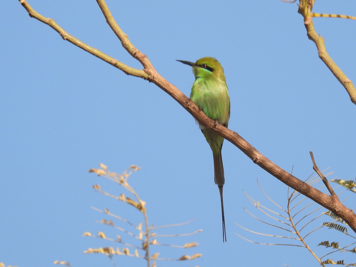 African Green Bee-eater - ML648777673