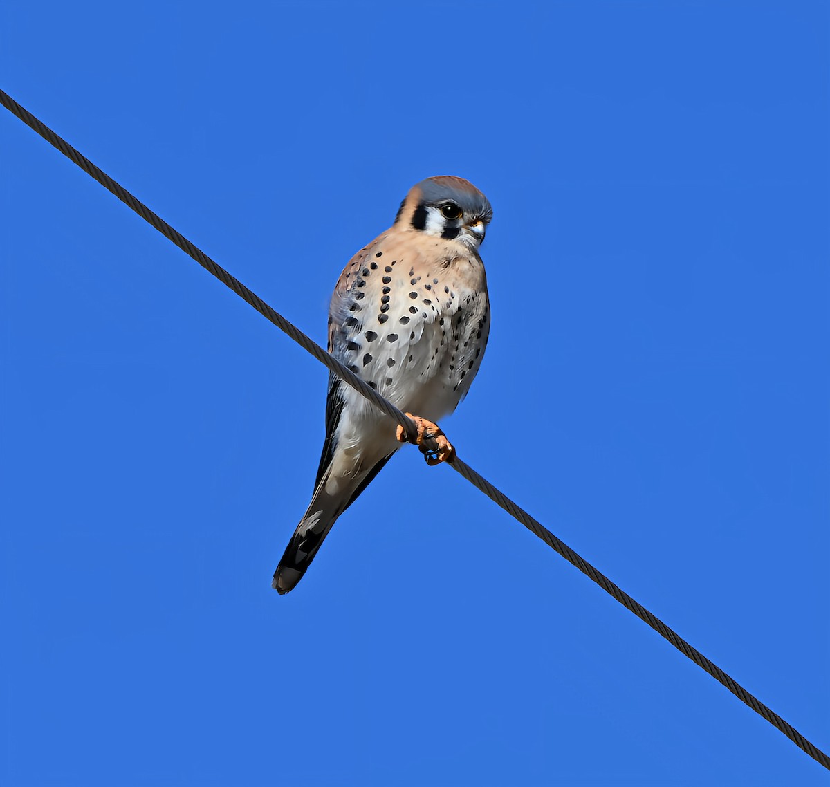 American Kestrel - ML648777675