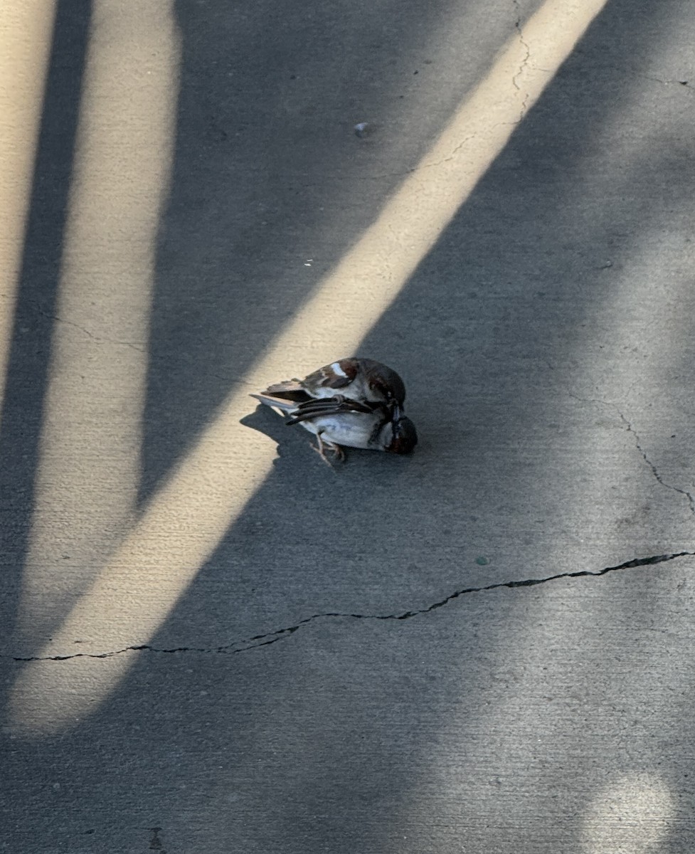 Горобець хатній - ML648777696