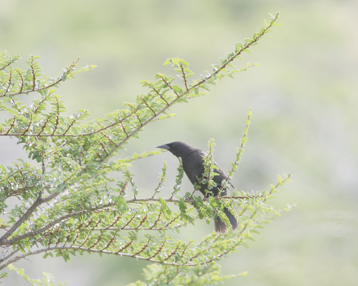 Austral Blackbird - ML648777736
