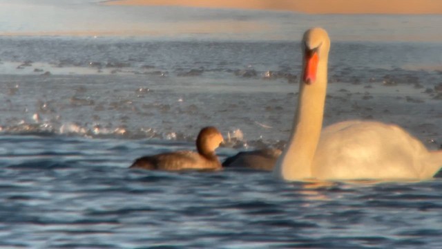 アメリカホシハジロ - ML648777746