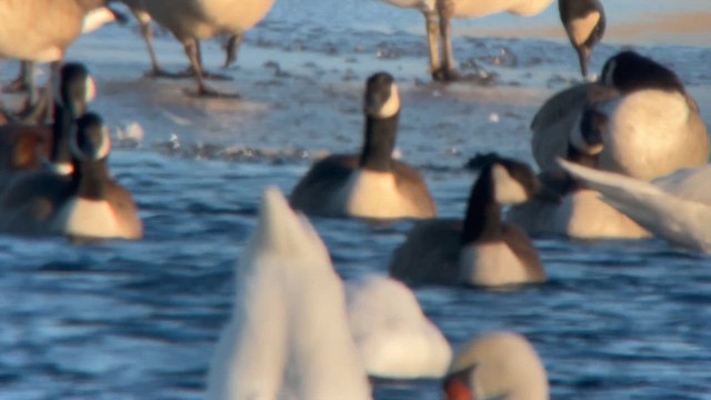 アメリカホシハジロ - ML648777747