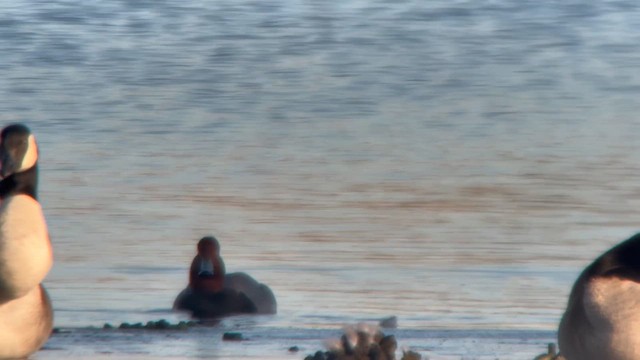 アメリカホシハジロ - ML648777750