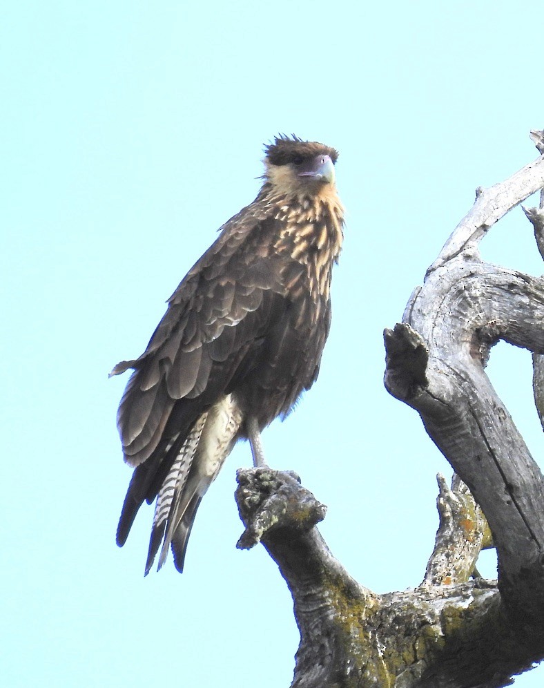 Crested Caracara (Southern) - ML648777790
