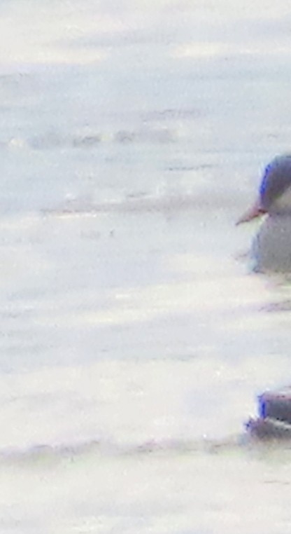 Somormujo Cuellirrojo - ML648777823