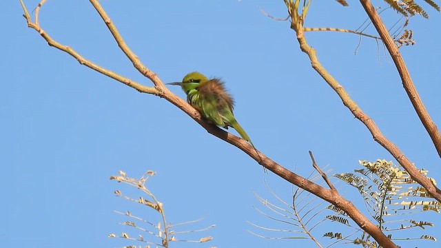 Erle-txori berde afrikarra - ML648777852