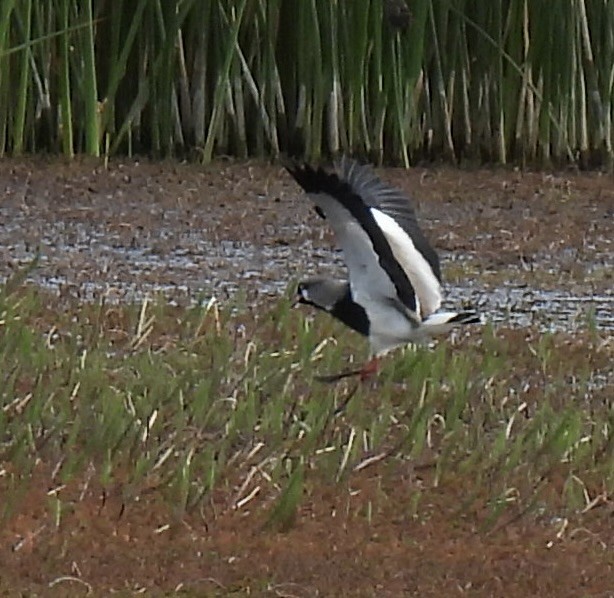 Southern Lapwing - ML648777886