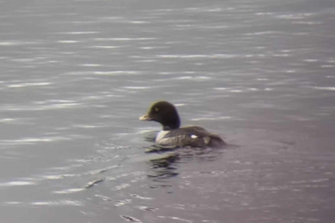 Barrow's Goldeneye - ML648777946