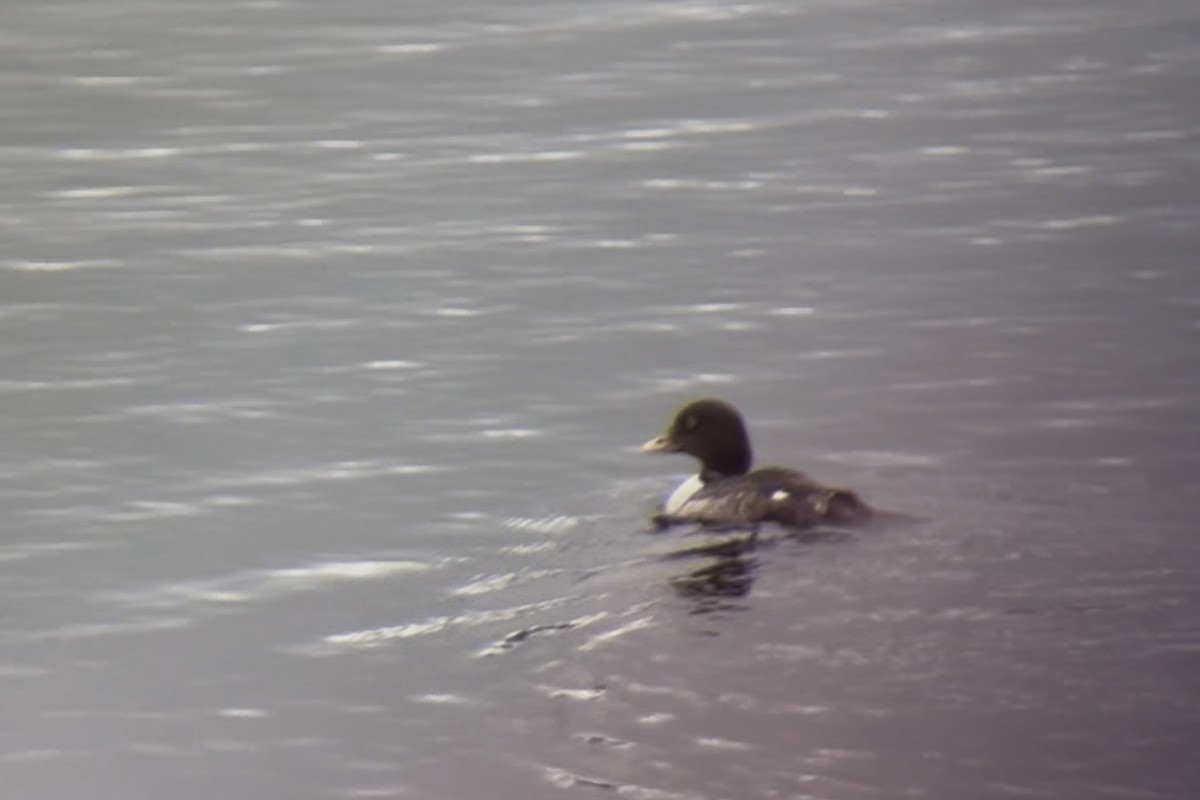 Barrow's Goldeneye - ML648777947