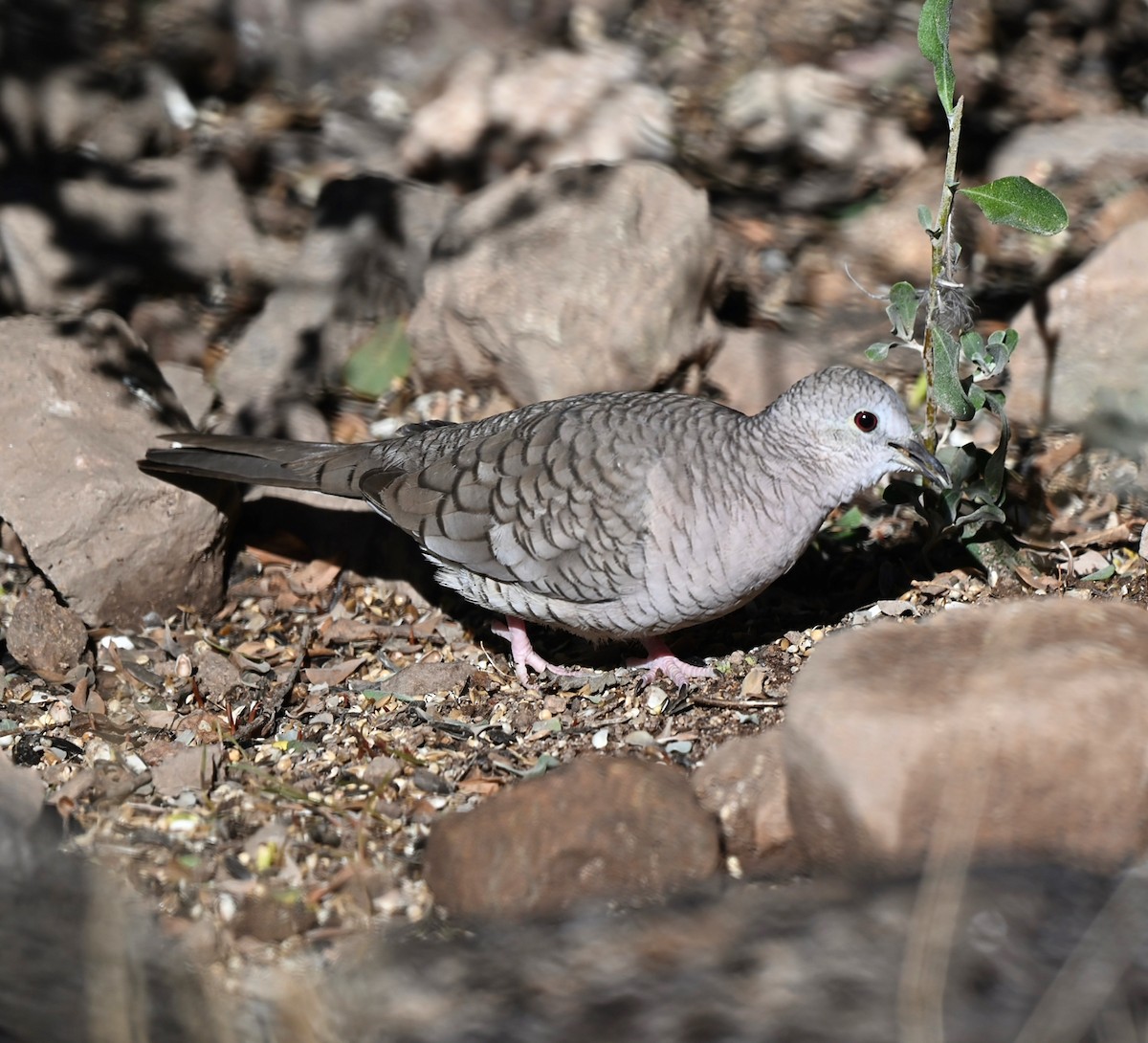 Inca Dove - ML648777981