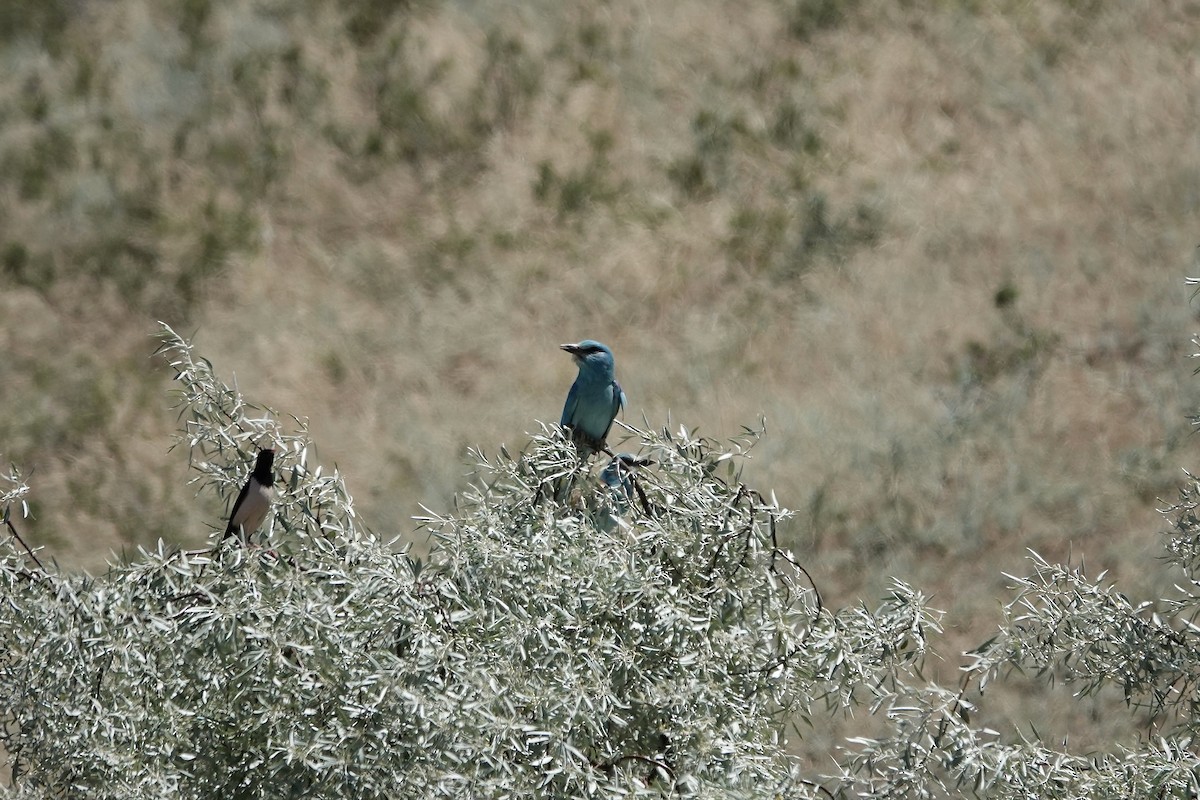 European Roller - ML648778143