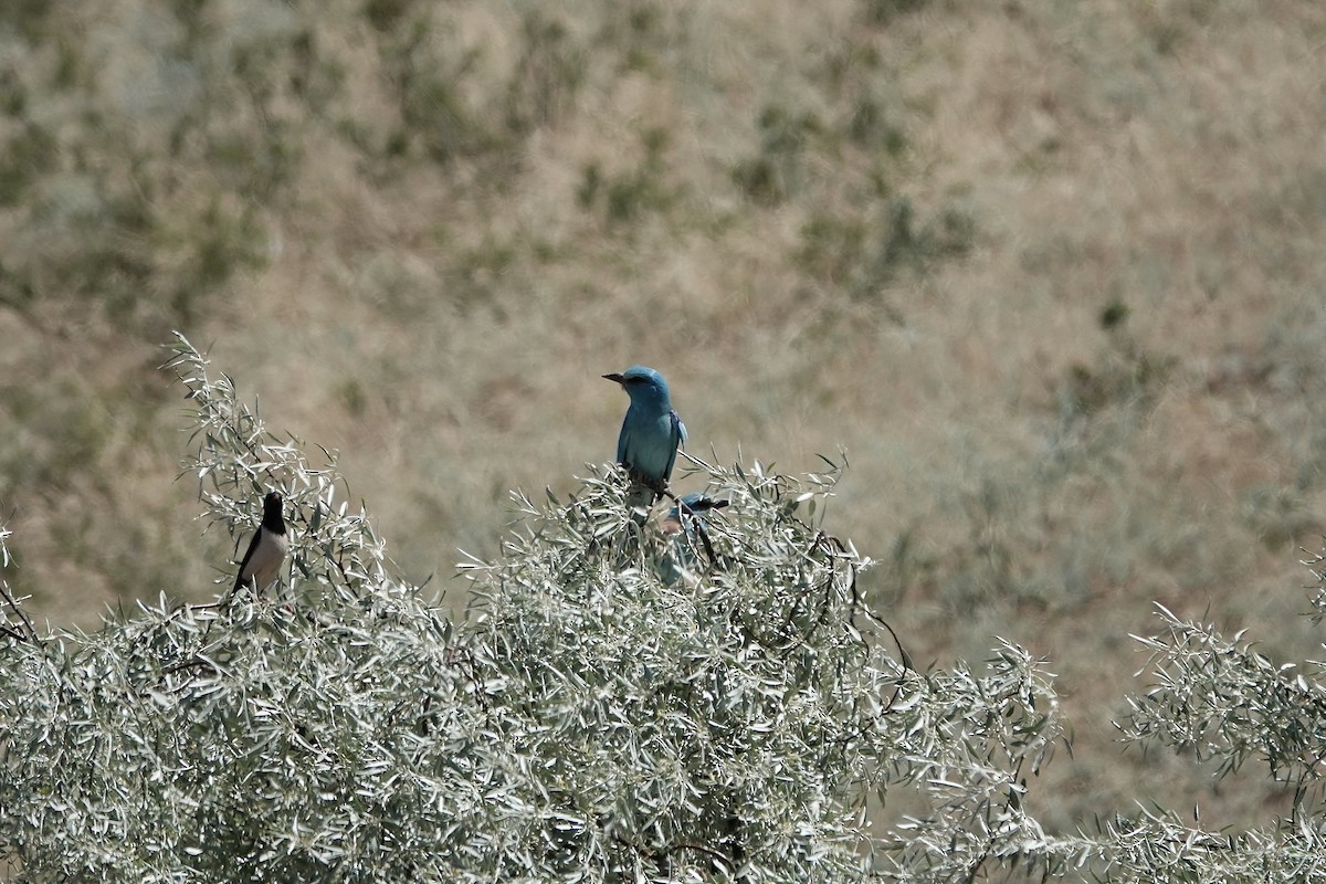 European Roller - ML648778144