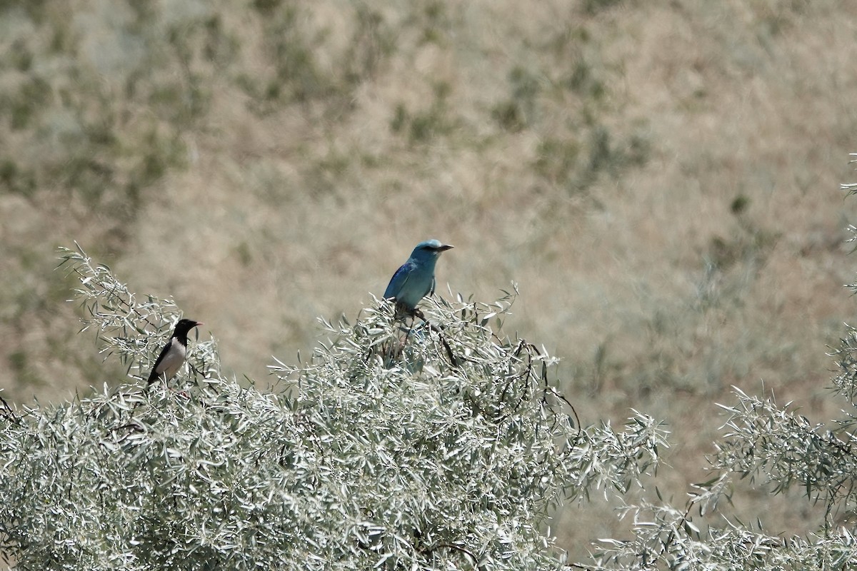 European Roller - ML648778145