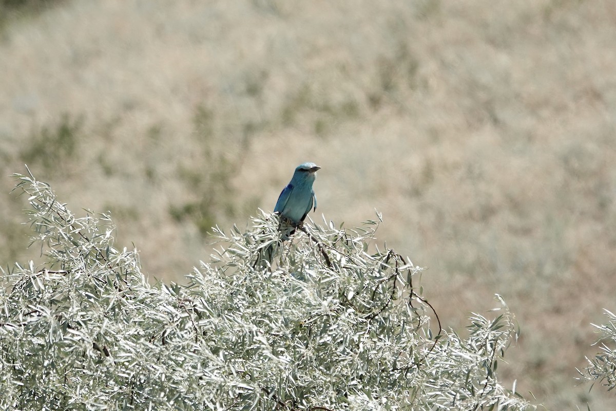 European Roller - ML648778147