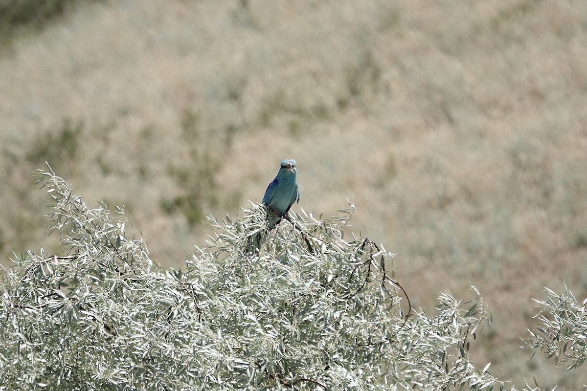 European Roller - ML648778149