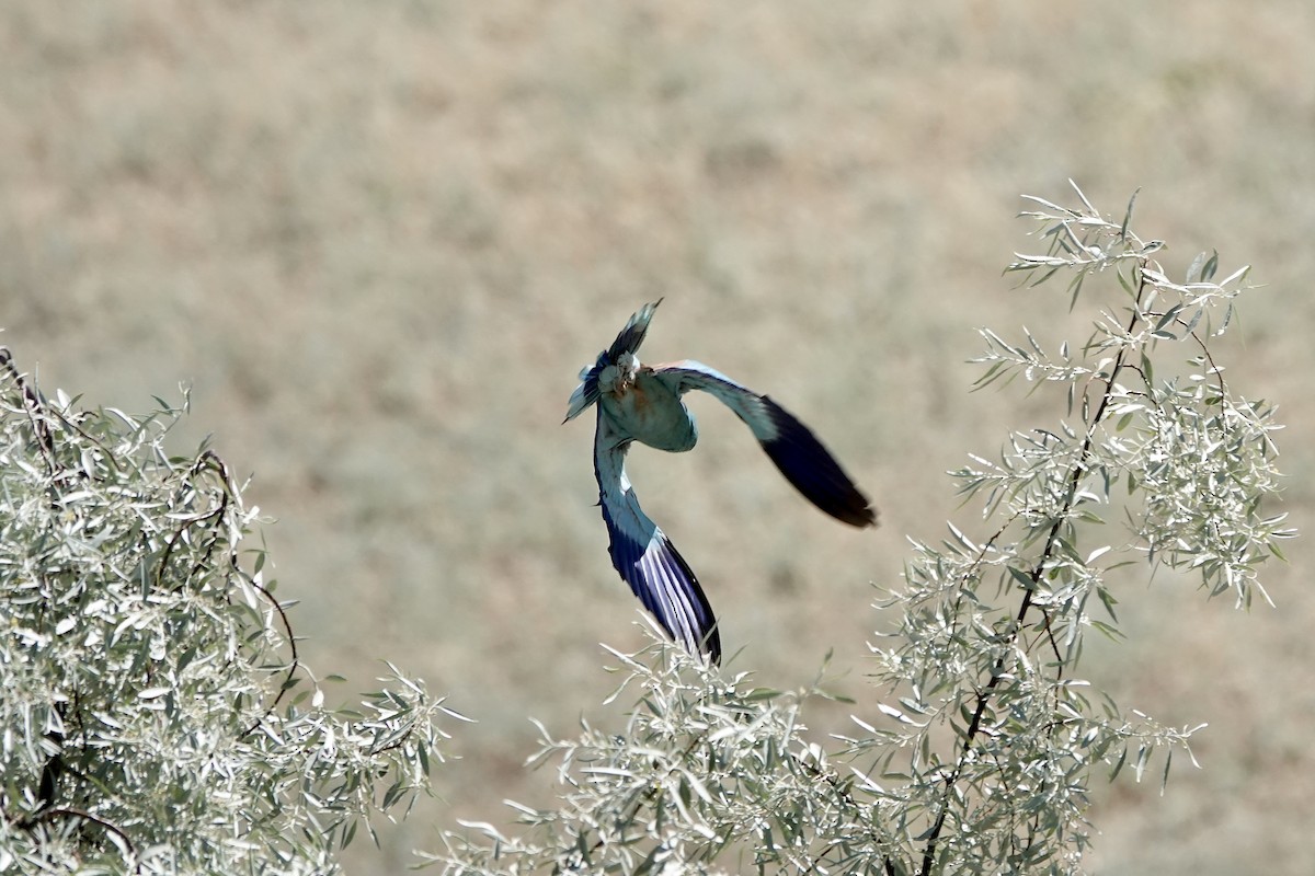 European Roller - ML648778150