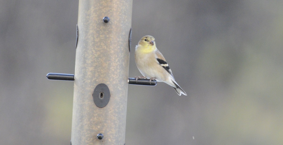 Американский чиж - ML648778177