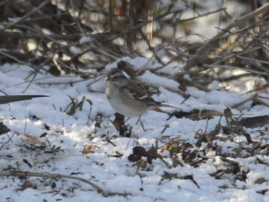 Воробьиная овсянка - ML648778232