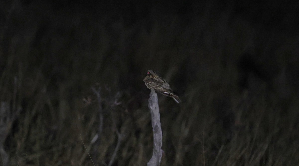 Fiery-necked Nightjar - ML648778380