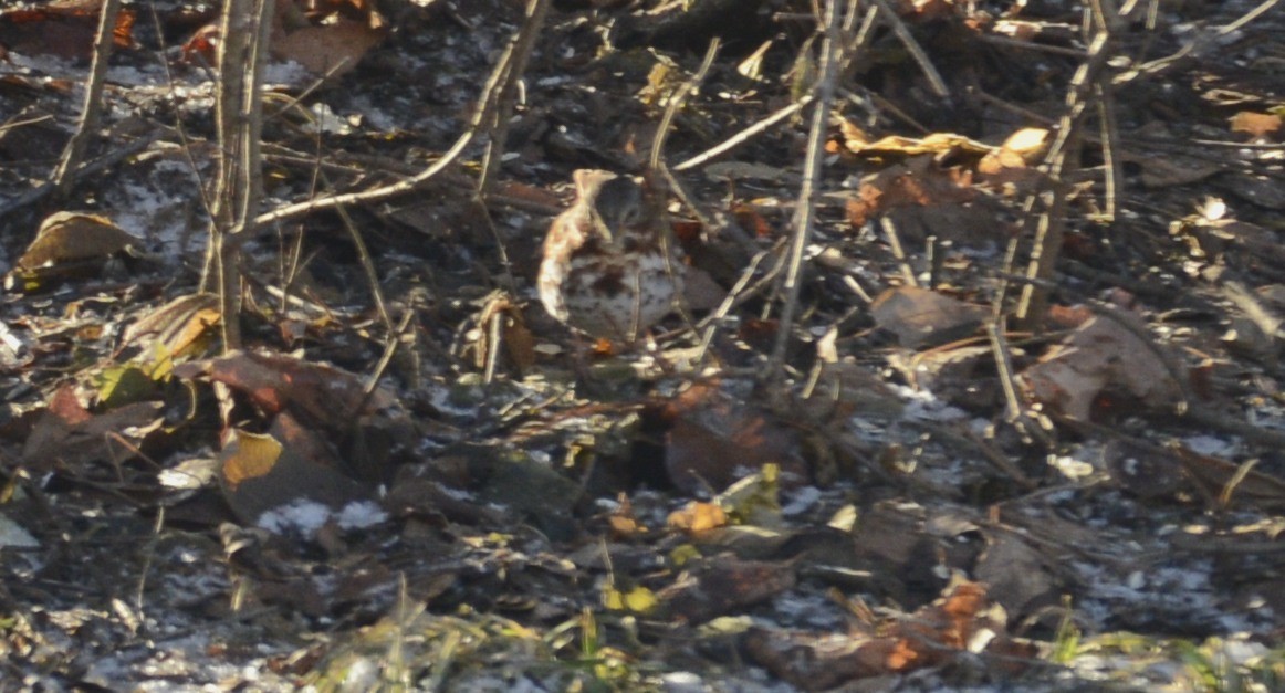 Пестрогрудая овсянка - ML648778388