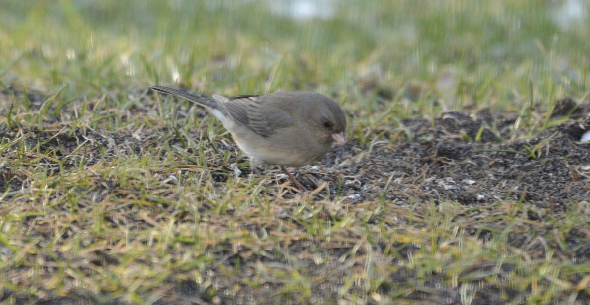 Серый юнко - ML648778400