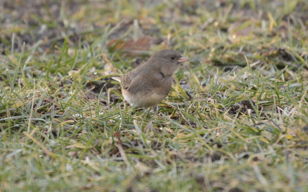 Серый юнко - ML648778410