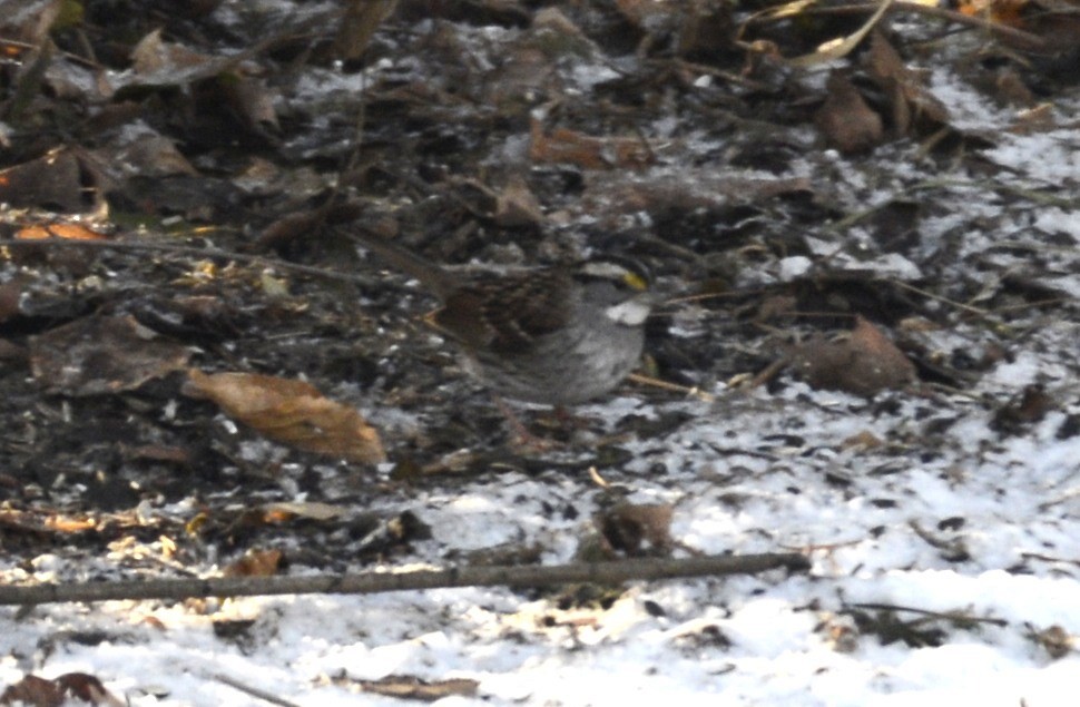 Белогорлая зонотрихия - ML648778435