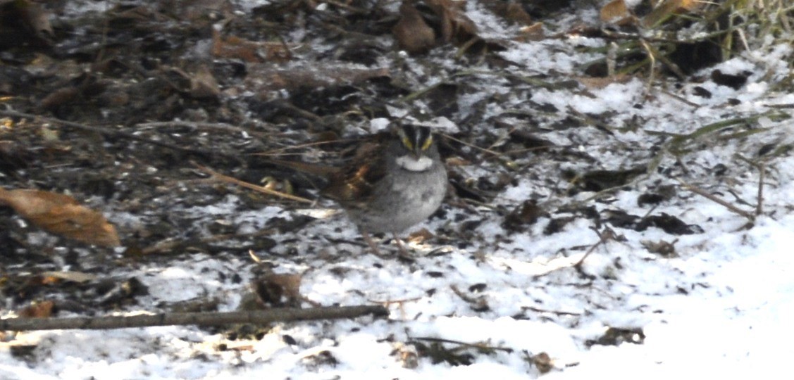 Белогорлая зонотрихия - ML648778465