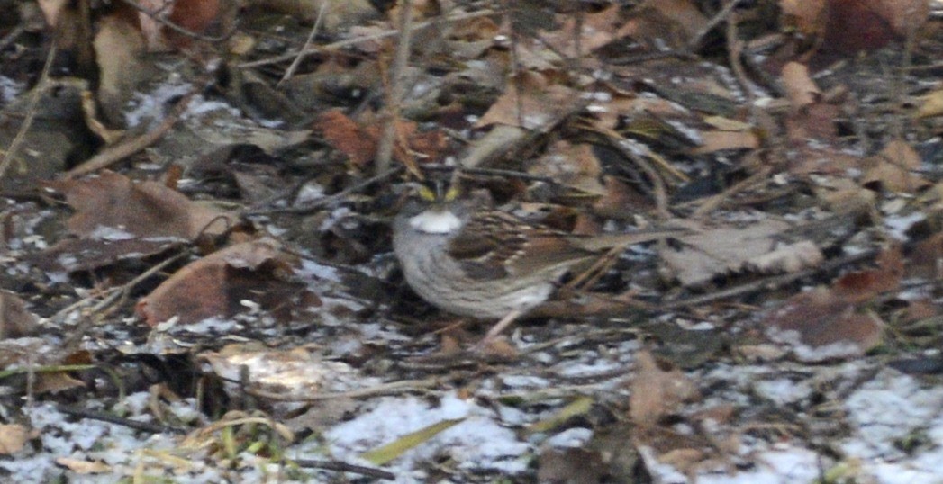 Белогорлая зонотрихия - ML648778479