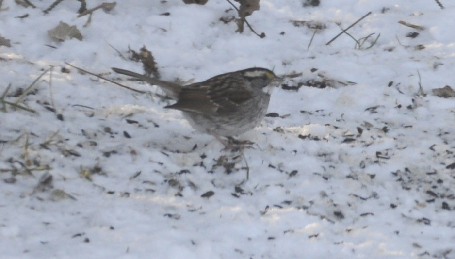 Белогорлая зонотрихия - ML648778495