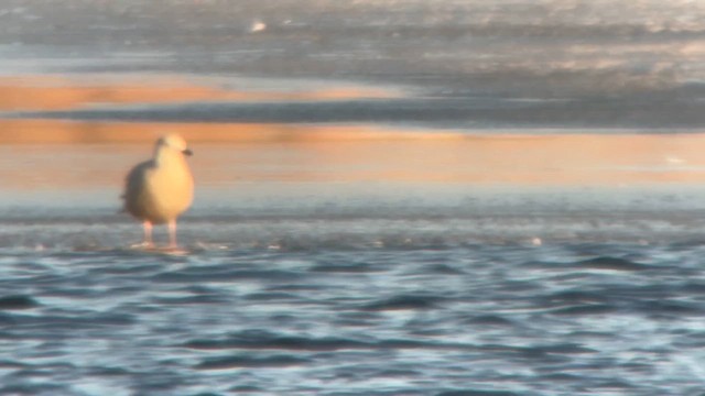 アイスランドカモメ（亜種 クムリーンカモメ） - ML648778502