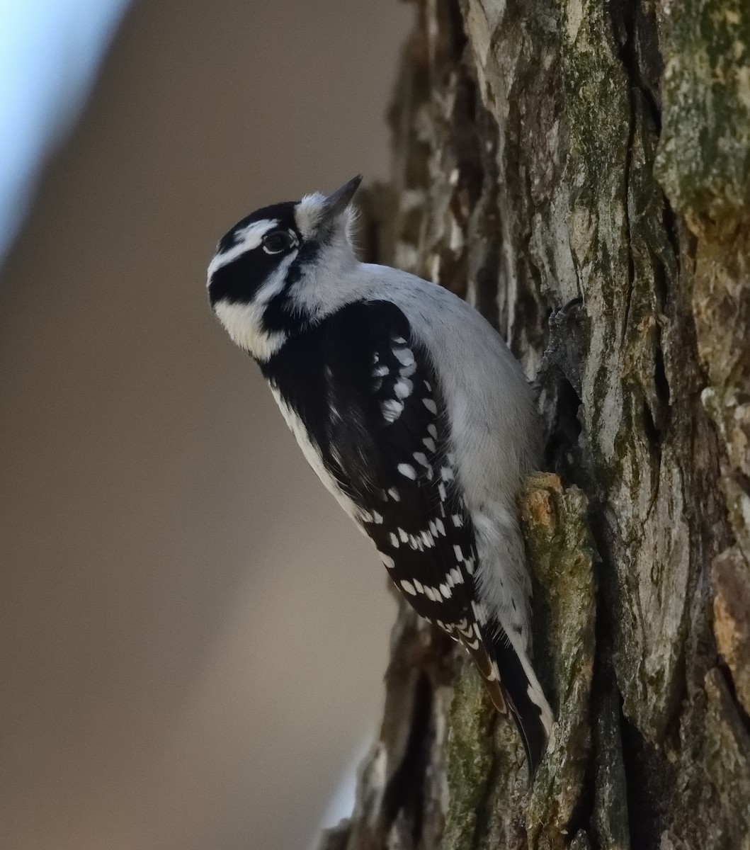 Yumuşak Tüylü Ağaçkakan - ML648778535