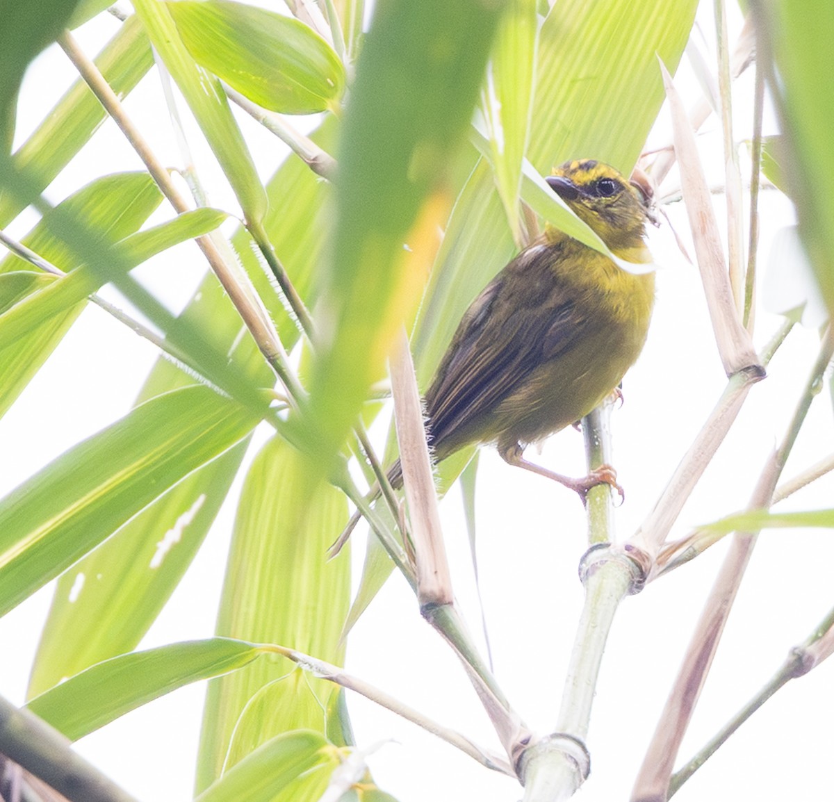 Cuzco Warbler - Jason Vassallo