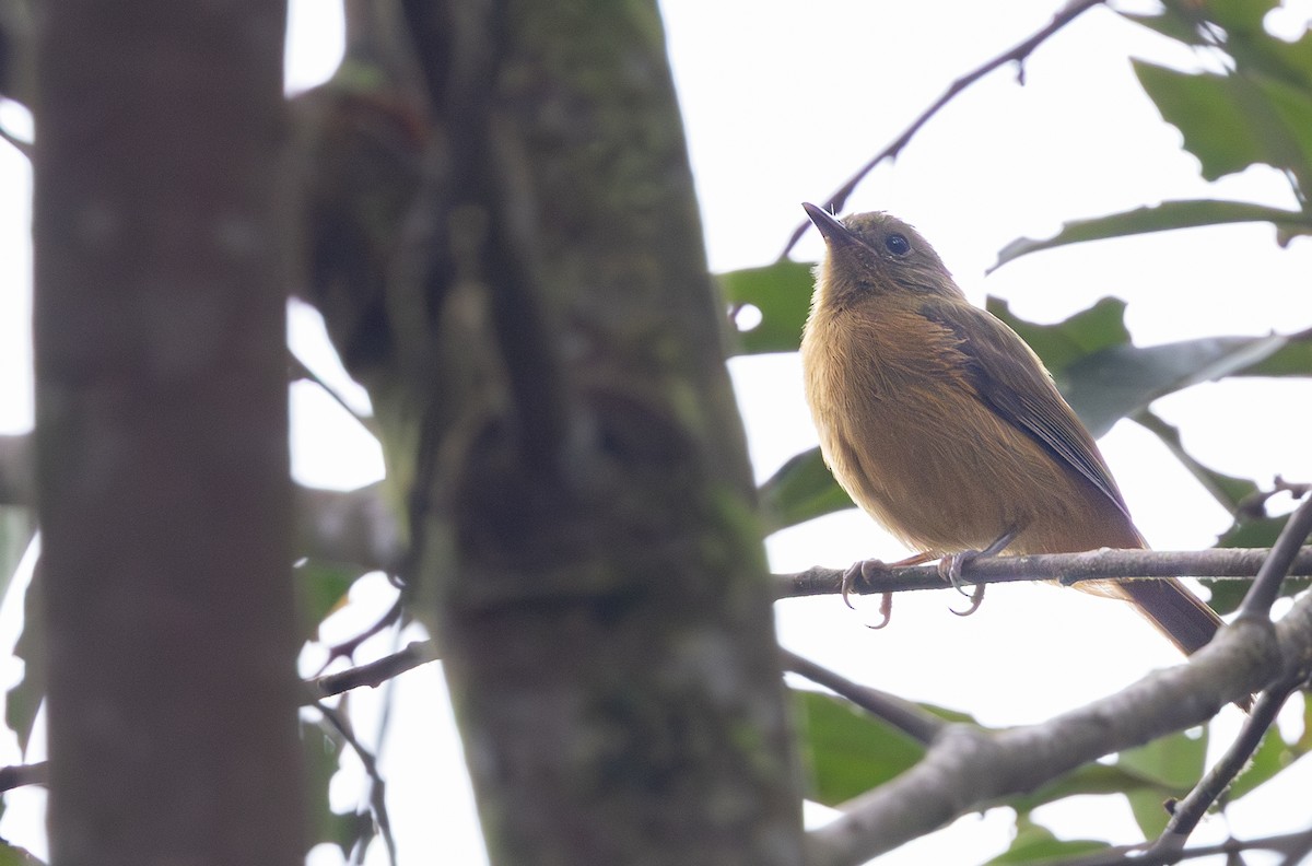 Schwarzschnabel-Pipratyrann - ML648779051