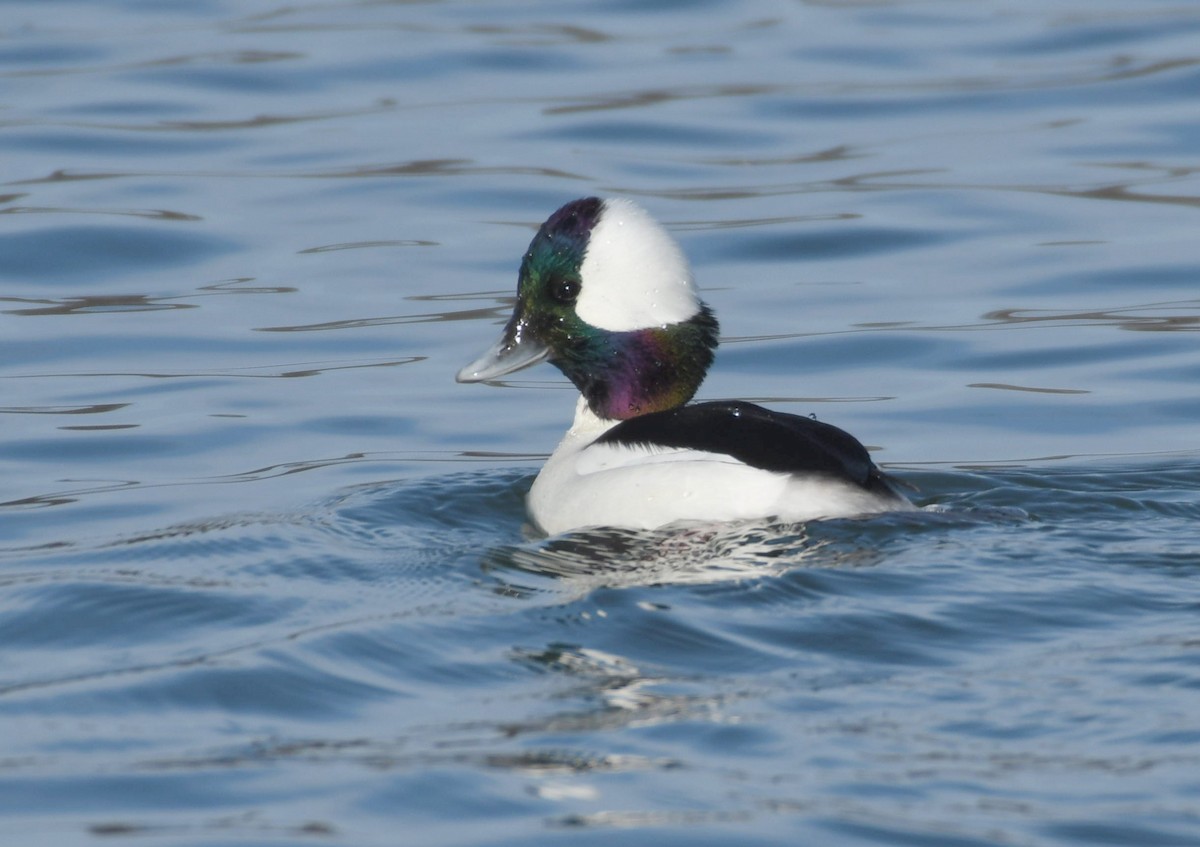 Ak Yanaklı Ördek - ML648779060