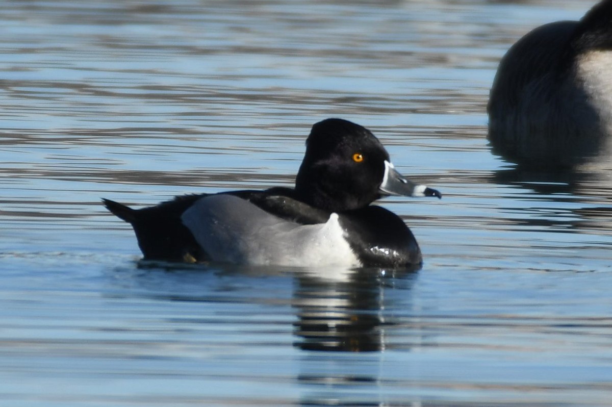 Halkalı Patka - ML648779159