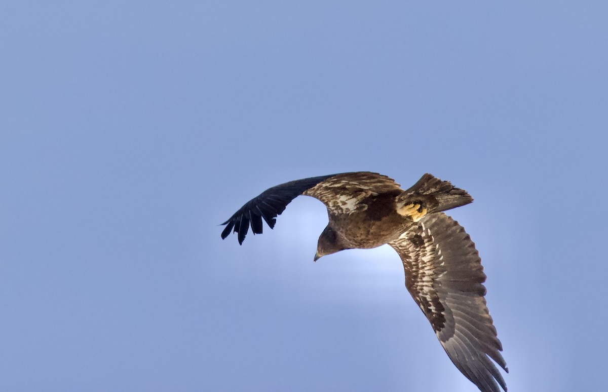 ハクトウワシ - ML648779379