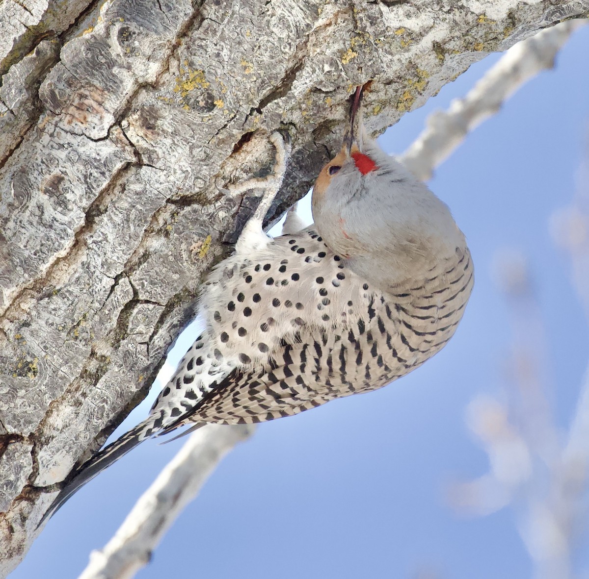 ハシボソキツツキ - ML648779428