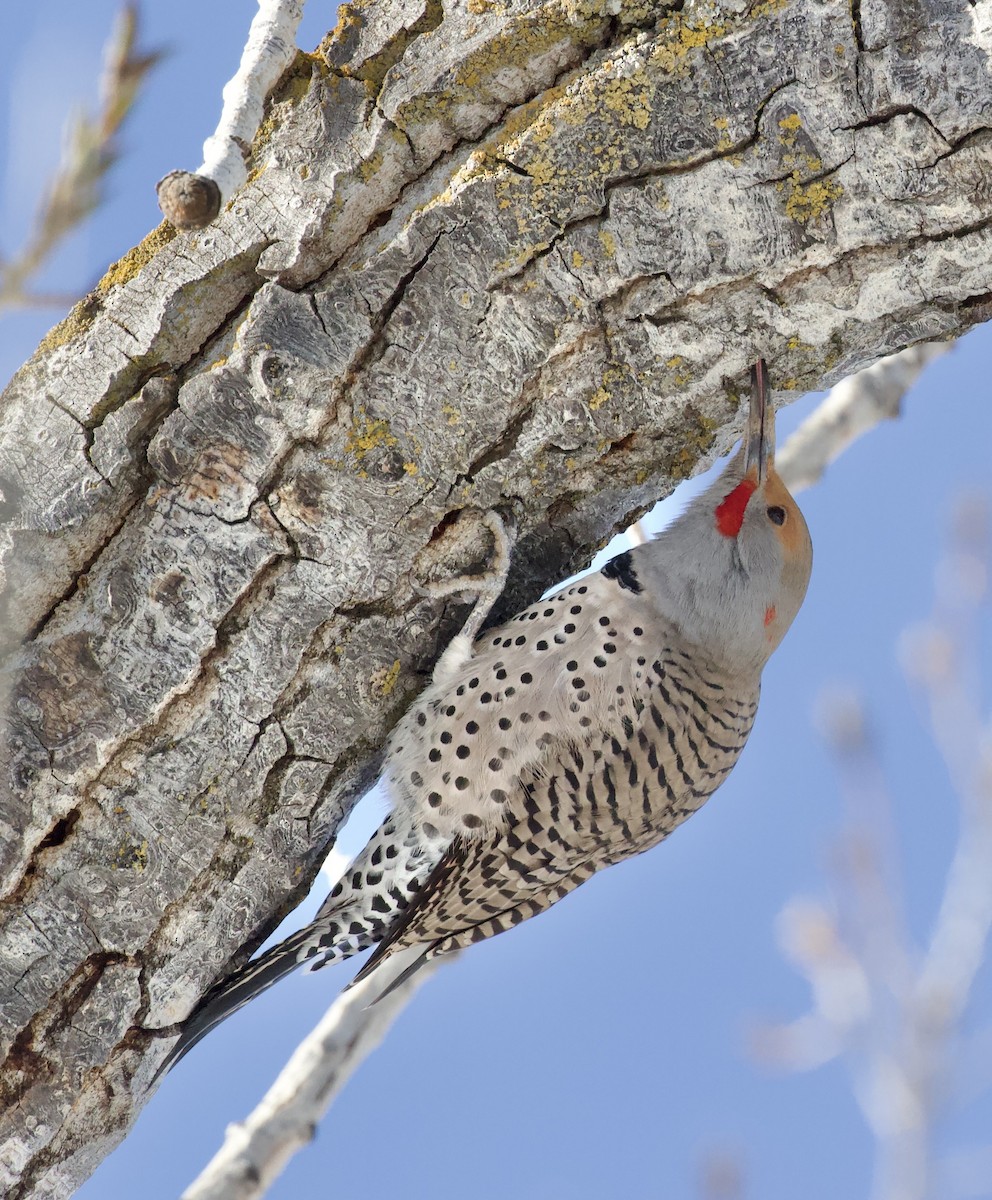 ハシボソキツツキ - ML648779442