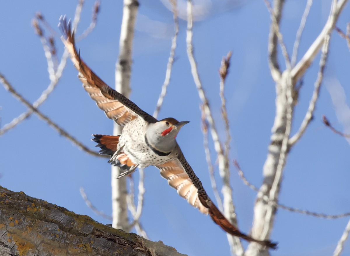 ハシボソキツツキ - ML648779461