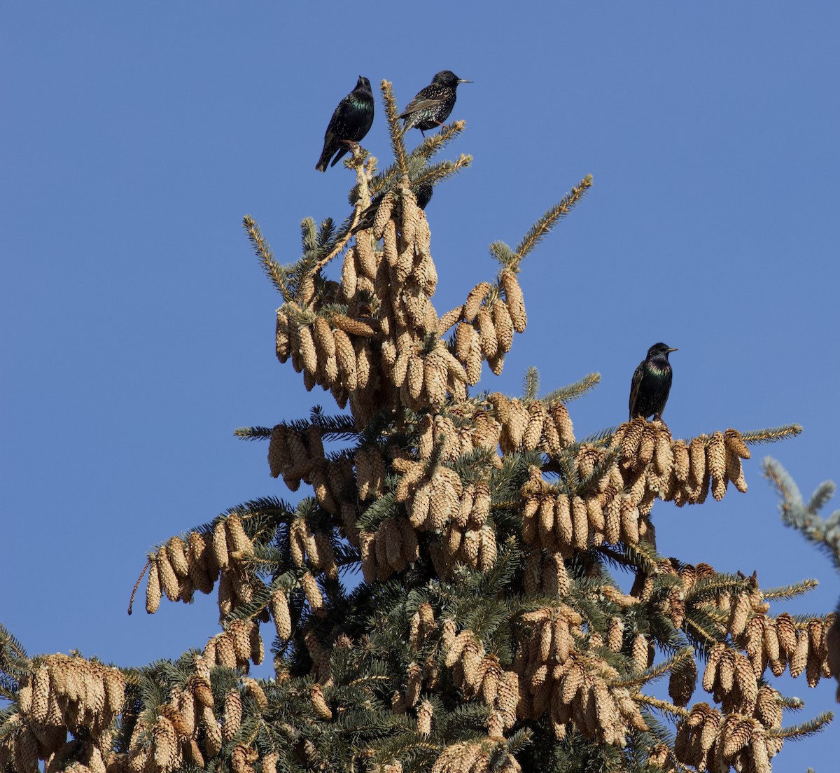 ホシムクドリ - ML648779485