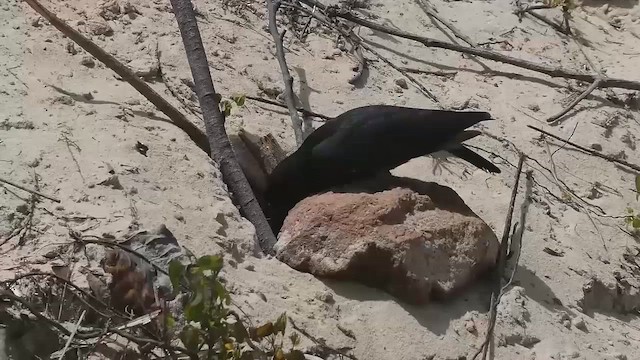 Swallow-winged Puffbird - ML648779703