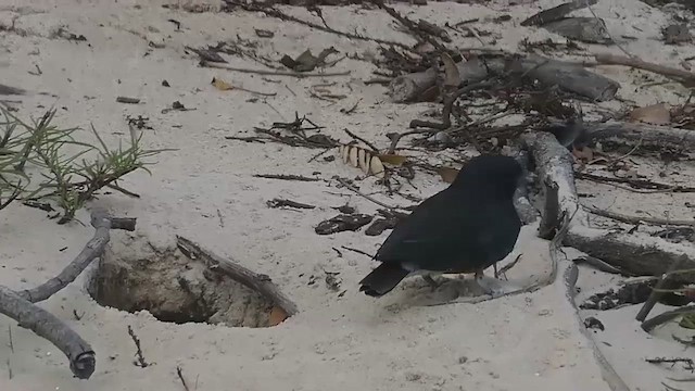 Swallow-winged Puffbird - ML648779704