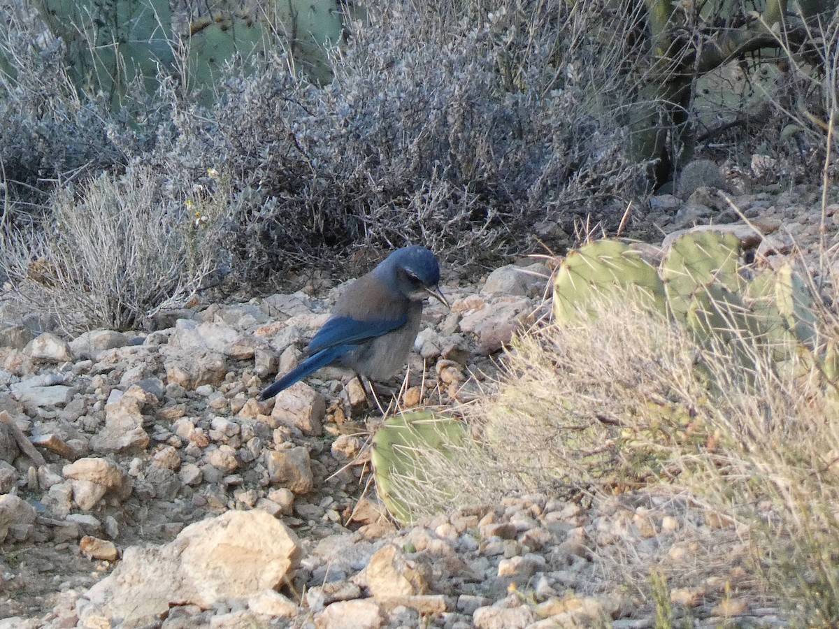 Chara de Woodhouse - ML648780177