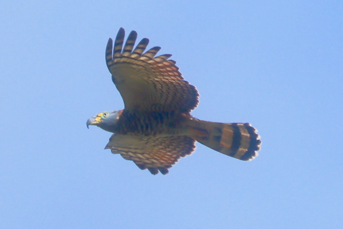 Hook-billed Kite - ML648780261